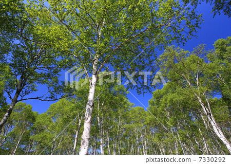 Yachiho highland white birch group dough 7330292