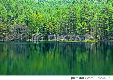 Fresh greenery at Mishaka Pond 7330294