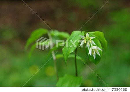 志高莉莉 7330368