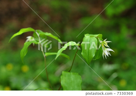 志高莉莉 志高莉莉 7330369