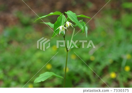 志高莉莉 7330375