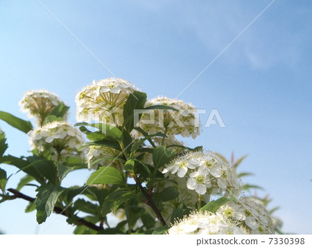 Kodemari Kodemari 7330398