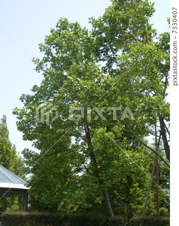 Tulip poplar tree Tulip poplar tree 7330407