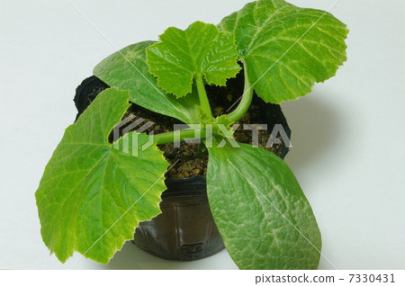 Zucchini seedlings 7330431