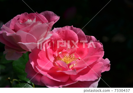 玫瑰護理免費奇蹟 7330437