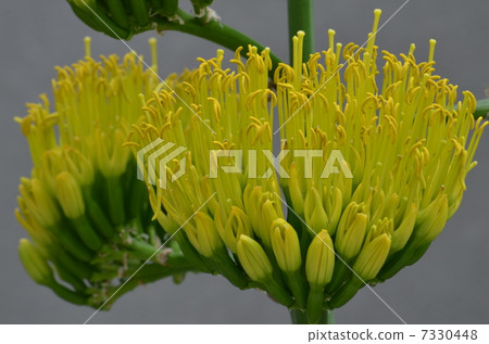 Phantom flower Kichiichiuten 7330448