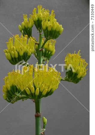 Phantom flower Kichiichiuten 7330449