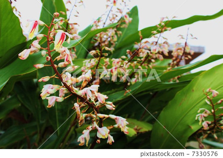 月亮桃花 7330576