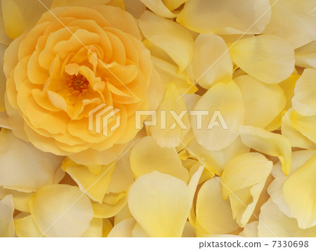 在一個疏散黃色瓣的一朵黃色玫瑰 7330698