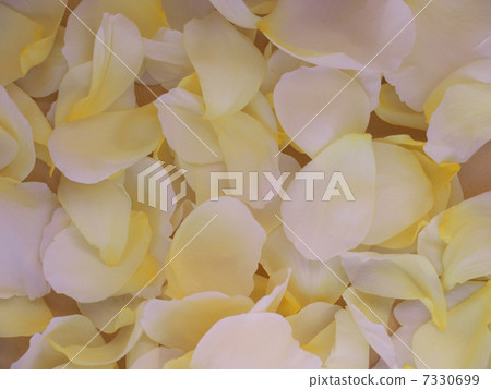 分散的白色和黃色玫瑰花瓣 7330699
