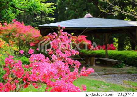 Kurio Mt. Azenji Temple Azalea Park Yamatozu and Shika - Hodaka Maki 7330747