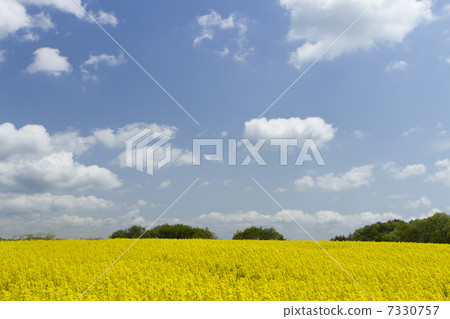 油菜田和藍藍的天空 7330757