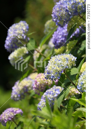 hydrangea   7330773