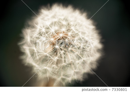Dandelion Dandelion 7330801