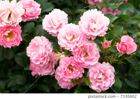 Roses / roses 7330802