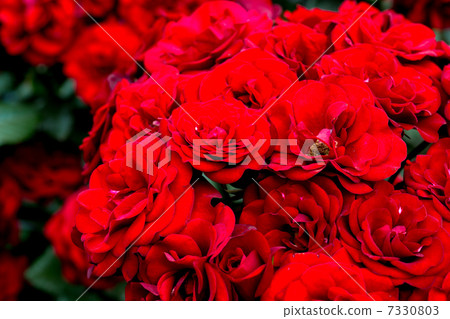 Roses / roses 7330803