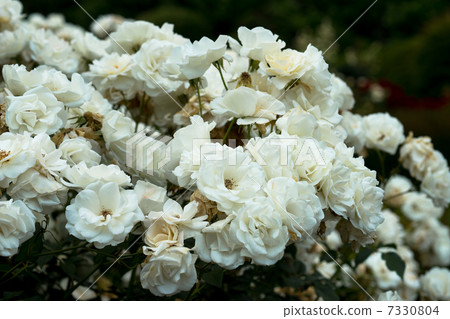 Roses / roses Roses / roses 7330804