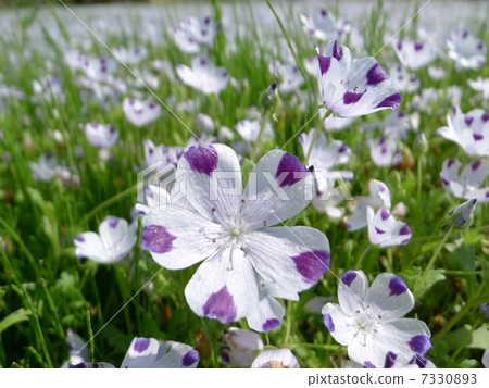 Nemophila Makurata Nemophila Makurata 7330893