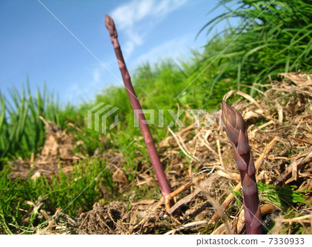 Purple asparagus 7330933