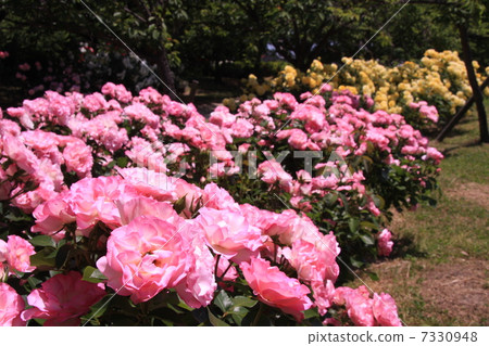 粉紅玫瑰組 7330948