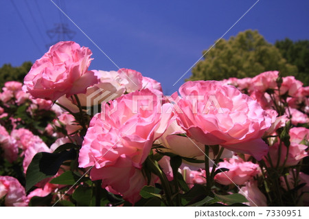 粉紅玫瑰組 7330951