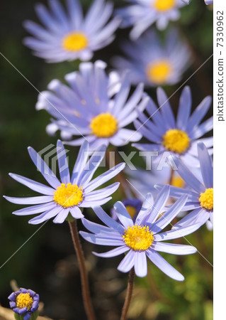 Blue Daisy Blue Daisy 7330962