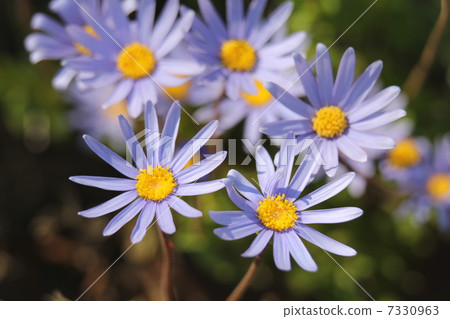 Blue Daisy Blue Daisy 7330963