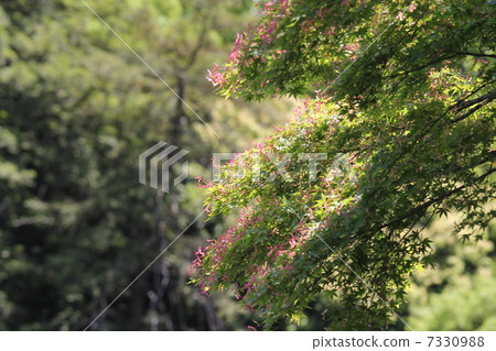 Wing fruits of Iohamomijiji 7330988