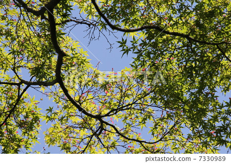 Wing fruits of Iohamomijiji Wing fruits of Iohamomijiji 7330989