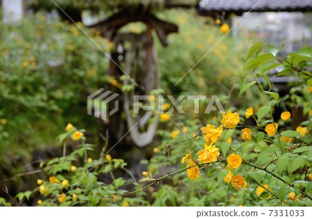 松尾泰莎的山武 松尾泰莎的山武 7331033