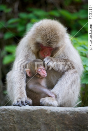 Japanese macaques 7331124