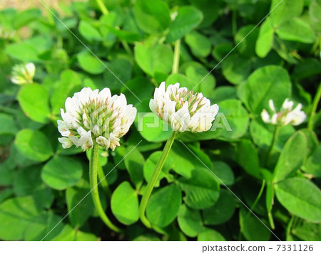 白三葉草 7331126