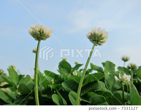 白三葉草 7331127