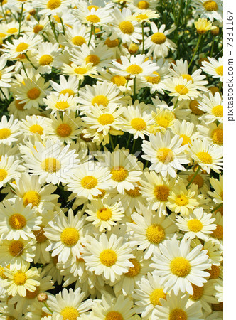 瑪格麗特花園 7331167