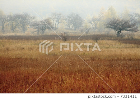 Odagyo is the original grass foliage Odagyo is the original grass foliage 7331411