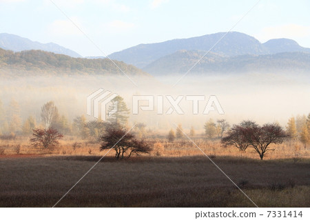Light, shadow and grass foliage 7331414