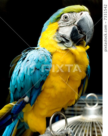 parrot parrot 7331542