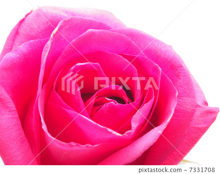 rose on a white background rose on a white background 7331708