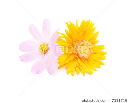 bouquet of flowers on a white background bouquet of flowers on a white background 7331719