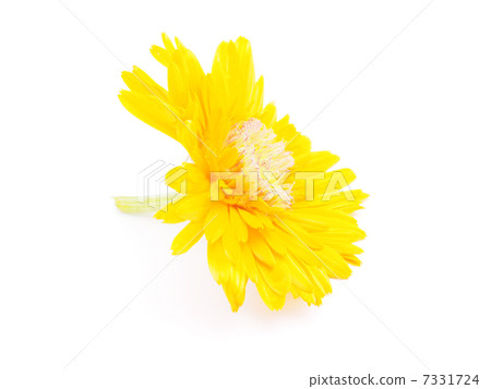 marigold flower on a white background 7331724