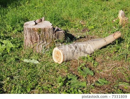 Freshly sawed big fir tree stump in spring forest 7331809