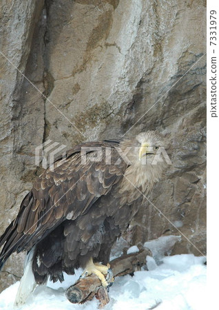 White-tailed eagle 7331979