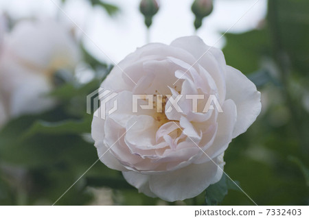 謝潑德（玫瑰） 7332403