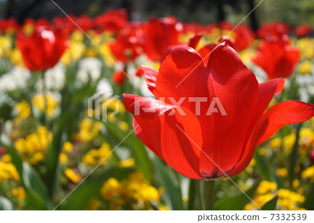 Tulip 7332539
