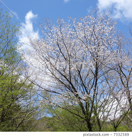 Quinn托馬斯櫻桃 7332589