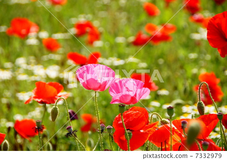 May Flower Petri dish 45 7332979