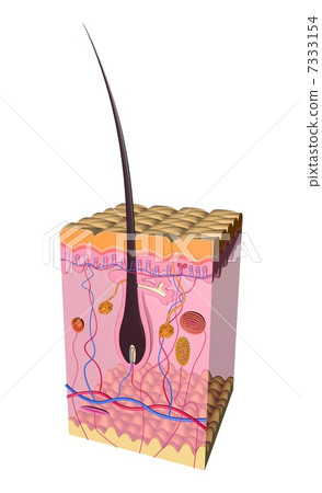 Skin receptor cross-sectional model 7333154
