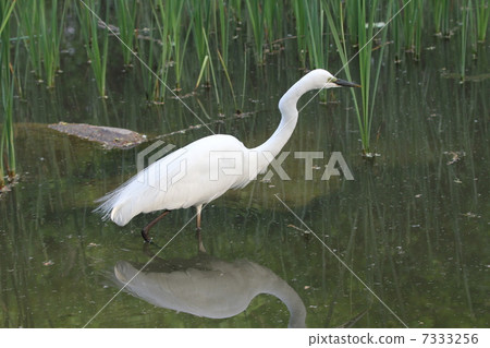 Chyuu Daisuke 7333256