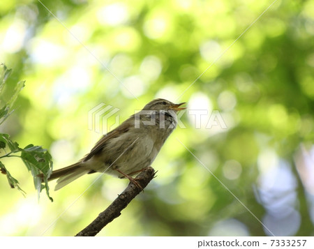 Uguusu Uguusu 7333257