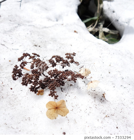 Dry flower on snow 7333294